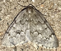 Nepytia pellucidaria