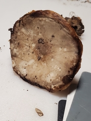 Melanoleuca cinereifolia