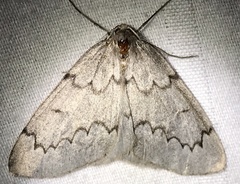 Nepytia pellucidaria