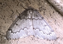 Nepytia pellucidaria