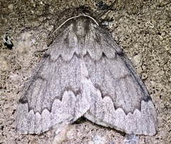 Nepytia pellucidaria