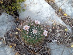 Mammillaria melanocentra melanocentra