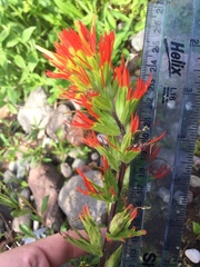 Castilleja suksdorfii