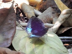 Lexias pardalis dirteana