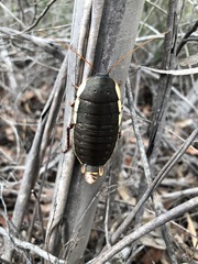 Polyzosteria limbata