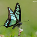 Graphium cloanthus - Photo (c) Jayant M Deshpande, algunos derechos reservados (CC BY-NC), subido por Jayant M Deshpande