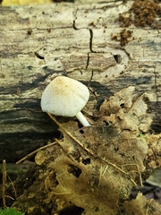 Coprinellus xanthothrix