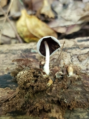 Coprinellus xanthothrix