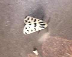 Apantesis incorrupta