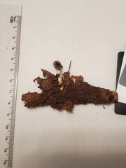 Coprinellus xanthothrix