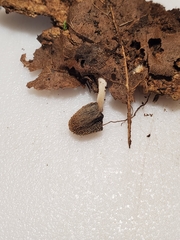 Coprinellus xanthothrix