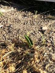 Zantedeschia aethiopica