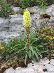 Campanula thyrsoides
