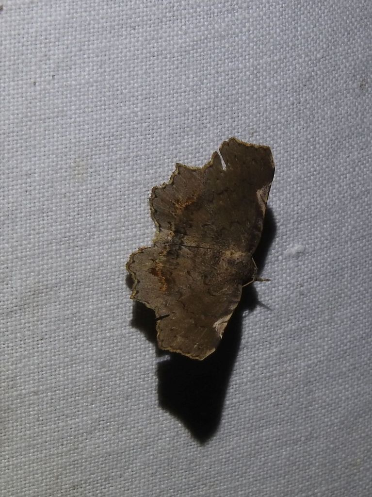 Pangrapta adoxopis