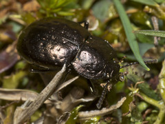 Adelium abbreviatum