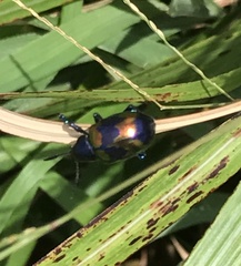 Platycorynus undatus