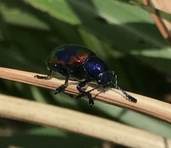 Platycorynus undatus