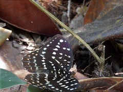 Lexias pardalis dirteana