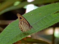 Ypthima horsfieldii humei