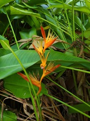 Heliconia psittacorum × spathocircinata