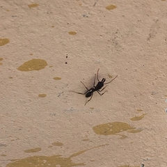 Formicidae