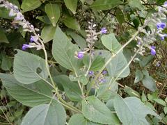 Salvia urolepis