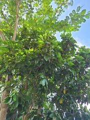 Cupania triquetra
