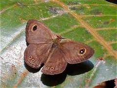 Ypthima horsfieldii humei