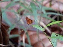 Iambrix salsala salsala