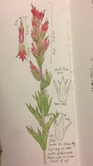 Castilleja parviflora oreopola