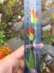 Castilleja suksdorfii