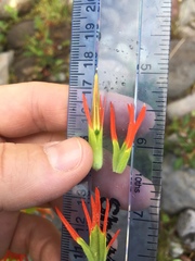 Castilleja suksdorfii