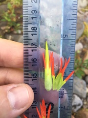 Castilleja suksdorfii