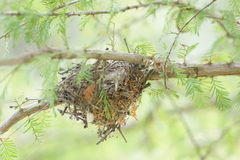 Vireo bellii