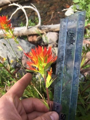Castilleja suksdorfii