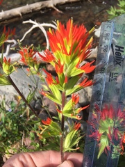 Castilleja suksdorfii