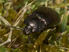 Adelium abbreviatum