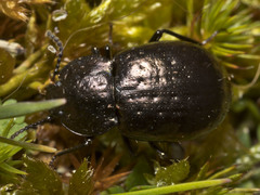 Adelium abbreviatum
