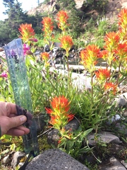 Castilleja suksdorfii