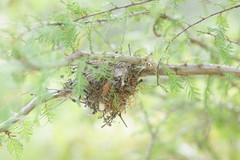 Vireo bellii