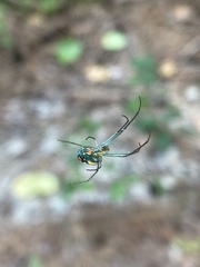 Leucauge argyrobapta