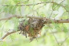 Vireo bellii