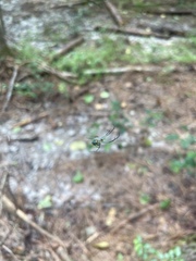 Leucauge argyrobapta