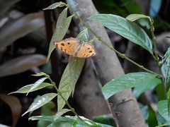 Junonia almana javana