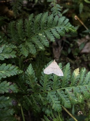 Macrochilo litophora