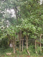 Maytenus boaria