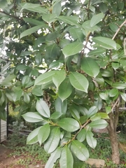 Maytenus boaria