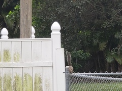 Sciurus carolinensis