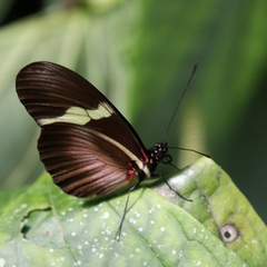Heliconius clysonymus montanus