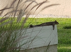 Sciurus carolinensis